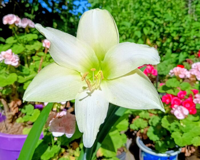 IMG_20260711_093313585_HDR~2.jpg