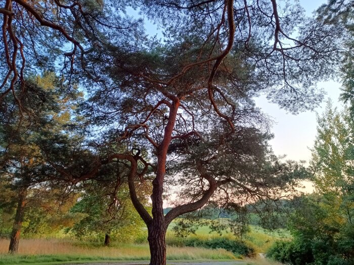 IMG_20260714_210415747_HDR.jpg