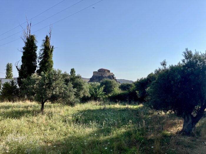 IMG_6598.jpeg