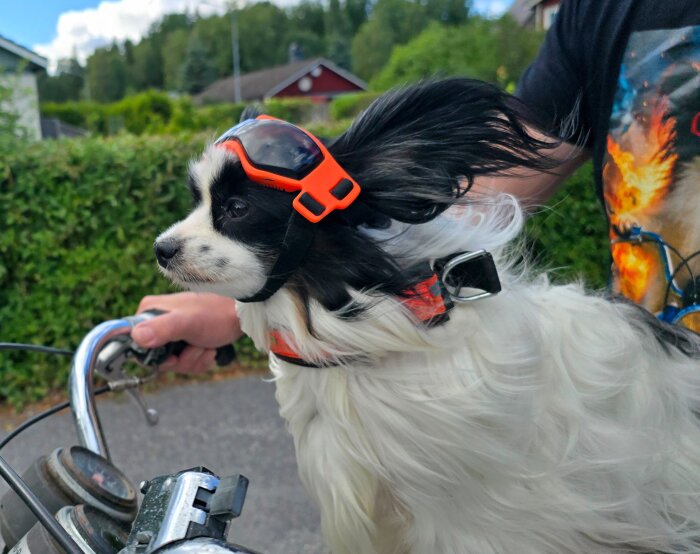 En svartvit hund med skyddsglasögon sitter på en moped, körd av en person, under en åktur på landet.