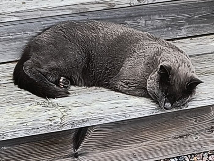 Grå katt sover på trätrappa i trädgården.