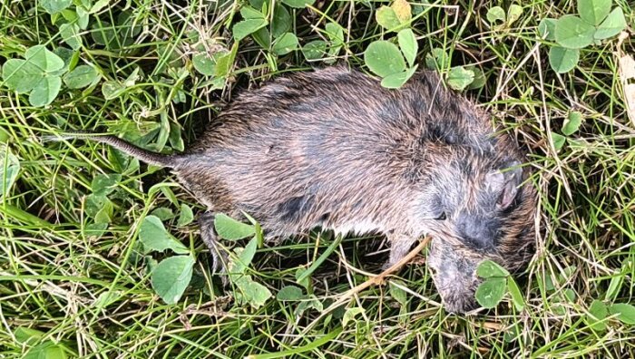 En råtta ligger i gräsmattan, omgiven av klöver och grässtrån. Den ser fridfull ut och smälter in i den gröna omgivningen.