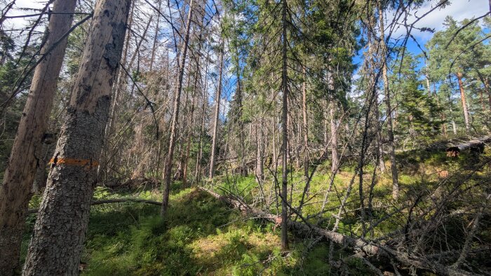 Tät skog med trädstammar, gröna växter och blå himmel. Några träd har orange markeringar.