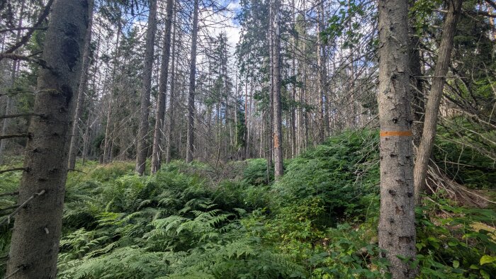 Tät skog med granar och grönska, inklusive ormbunkar. Två träd har orange markeringar på stammarna.
