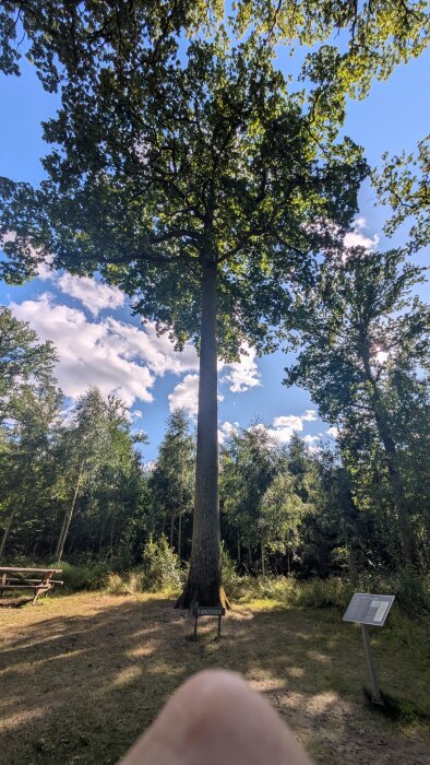 Högt träd i en skog med klarblå himmel och vita moln, bänk och informationsskyltar i förgrunden.