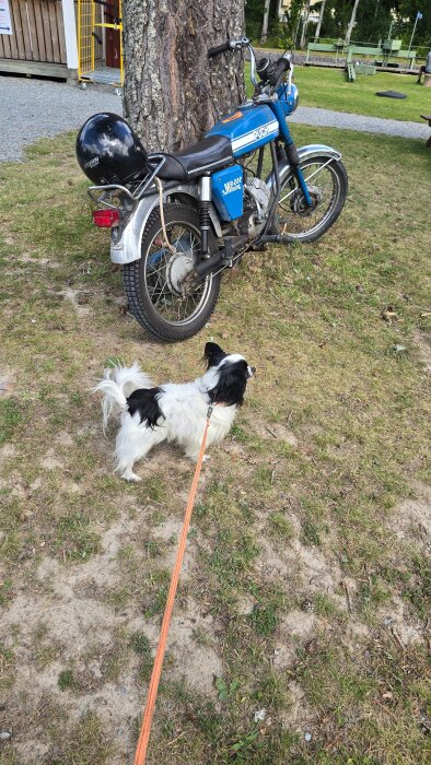Hund i koppel framför en blå moped med hjälm på pakethållaren, stående bredvid ett träd på en gräsyta.