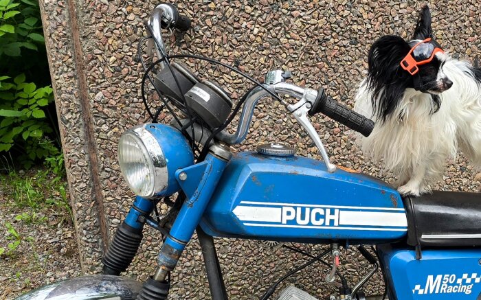 Hund med solglasögon på en blå Puch moped mot en stenig bakgrund.