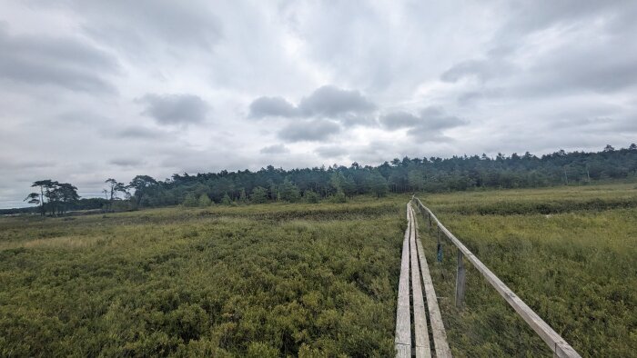Träspång genom grönskande hedlandskap under molnig himmel, omgiven av skog i bakgrunden.