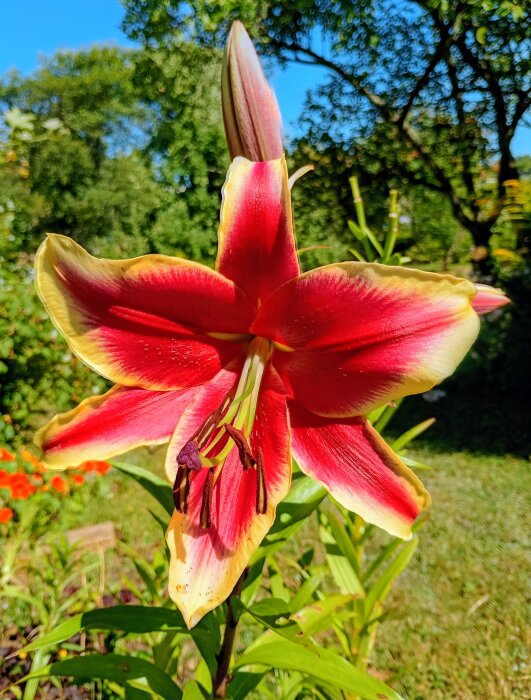 IMG_20260731_124629_HDR~2.jpg