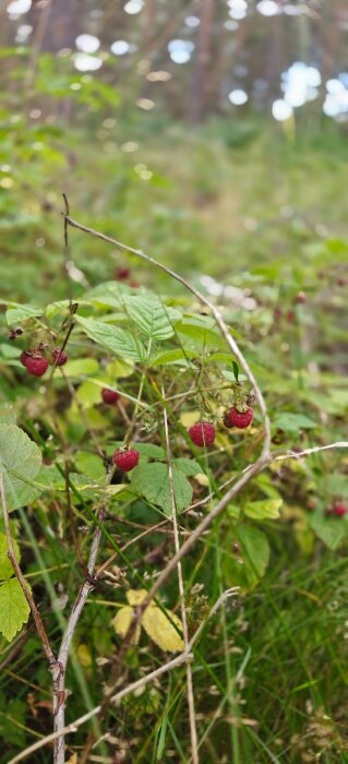 Vilda hallon på en buske i skogen, omgivna av gröna blad och gräs.