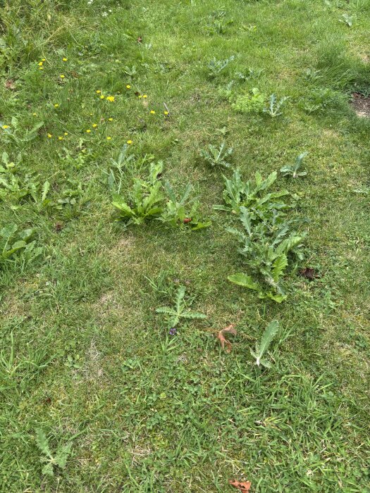 IMG_7918.jpeg