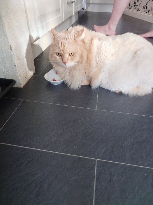 Ljus orange katt på köksgolv bredvid skål med mat, ser mot kameran. En persons ben syns i bakgrunden.