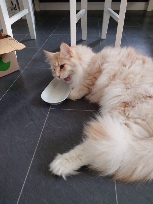 Fluffig katt ligger på golvet och slickar på en vit plastspade.