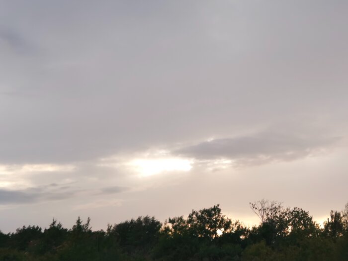Grå himmel med ljusa moln ovanför en grön skogshorisont.