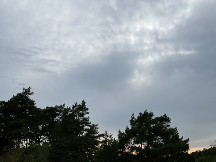 IMG_2103.jpeg