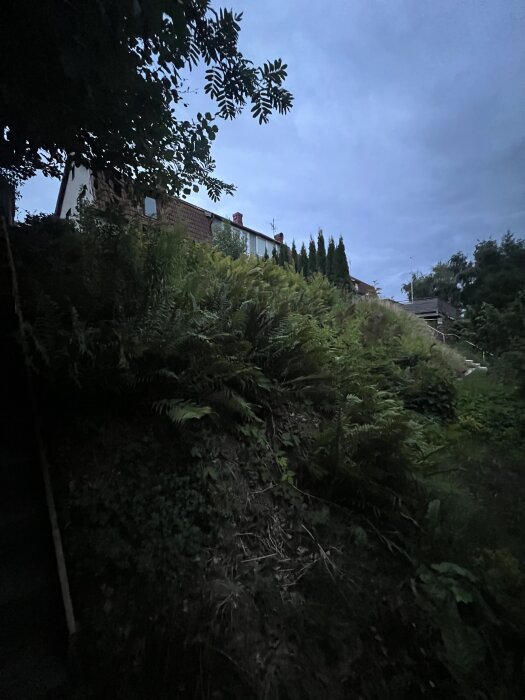 IMG_2594.jpeg