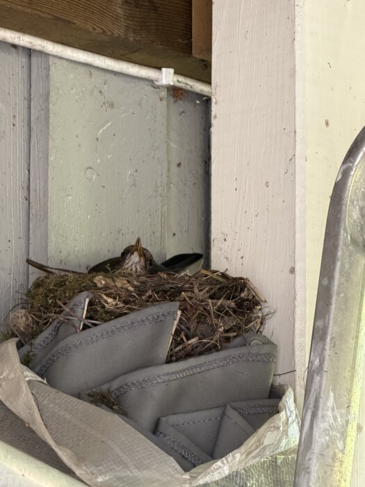 Övergivet koltrastbo på hylla i vedskjul, omgivet av tygstycken och plast.