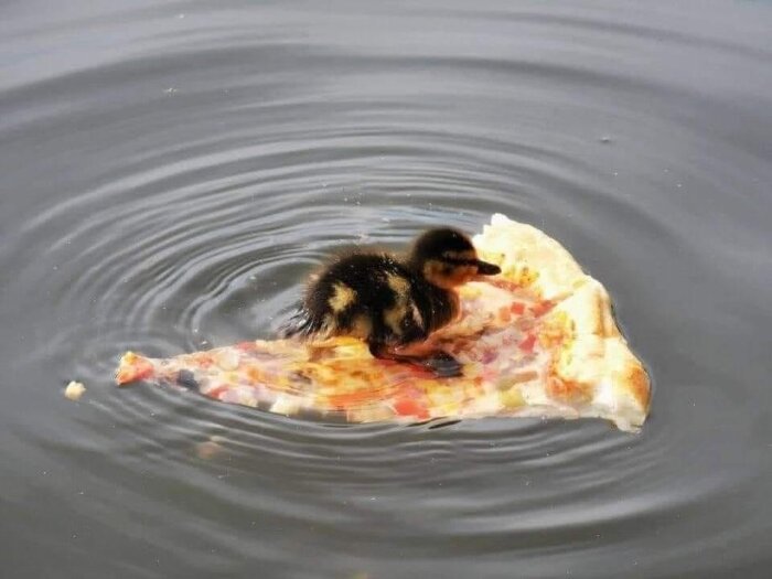 En ankunge sitter på en flytande pizzaslice i vattnet.