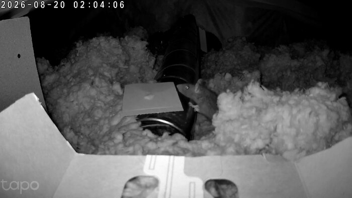 vlcsnap-2026-08-20-02h38m52s243.png