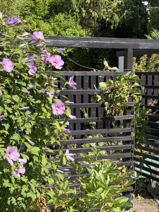 Äldre spaljé i trädgården laserad brunsvart, omgiven av gröna växter och rosa blommor.