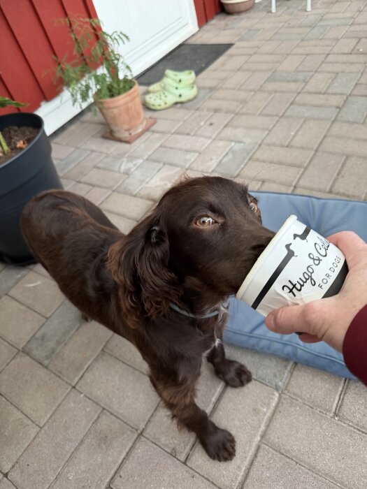 Hund äter ur en "pup-cup" med anksmak utomhus, blomkrukor och gröna skor syns i bakgrunden.