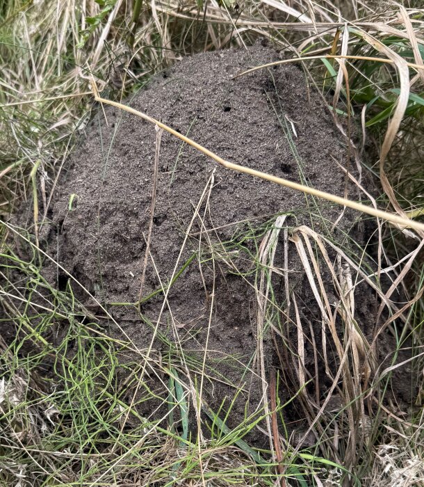 Myrstack omgiven av gräs, del av ett område som röjs för byggprojekt.