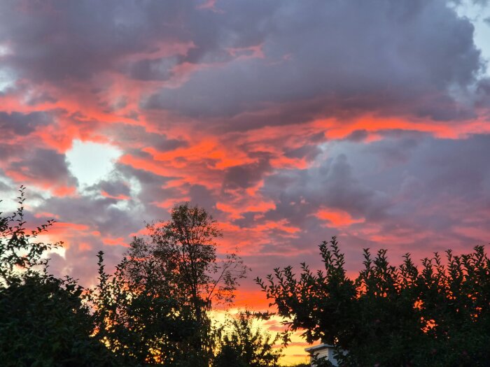 Solnedgång med dramatiska rosa och lila moln, silhuetter av träd i förgrunden.