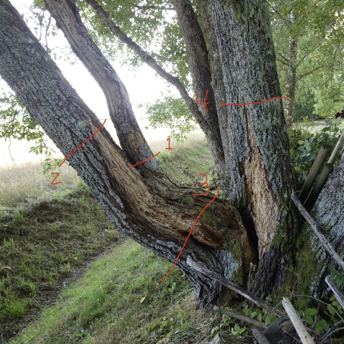 tree.png