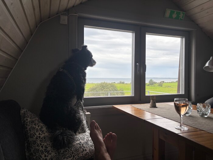 En hund sitter på en kudde vid ett fönster och tittar ut över en grön äng. Ett glas vin står på ett bord bredvid.