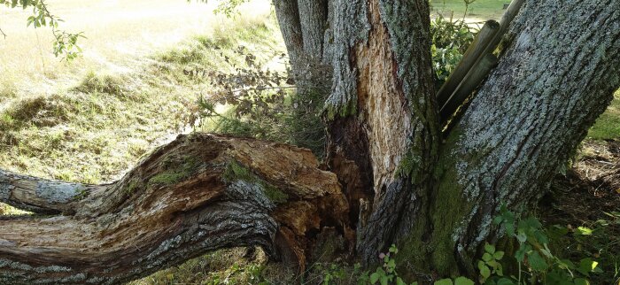 tree2.png