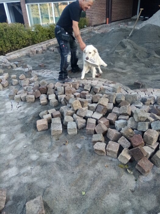 Äldre man arbetar med stensättning på uppfart, omgiven av kullerstenar, med en hund som håller i en sko.