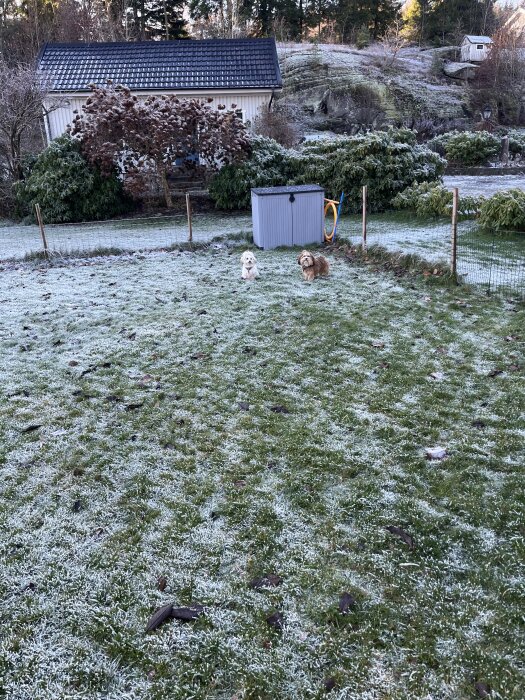 Trädgård med gräs täckt av frost, två hundar i förgrunden, ett hus och buskar i bakgrunden.