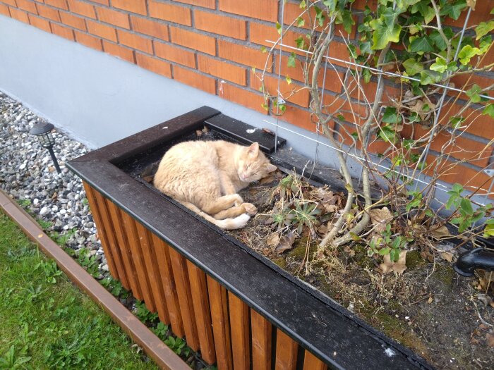En gul katt sover i en planteringslåda mot en tegelvägg, omgiven av vissnade växter och några gröna blad.