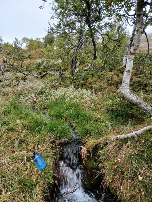 Liten bäck i grönskande skogsdunge med en blå vattenflaska på marken.