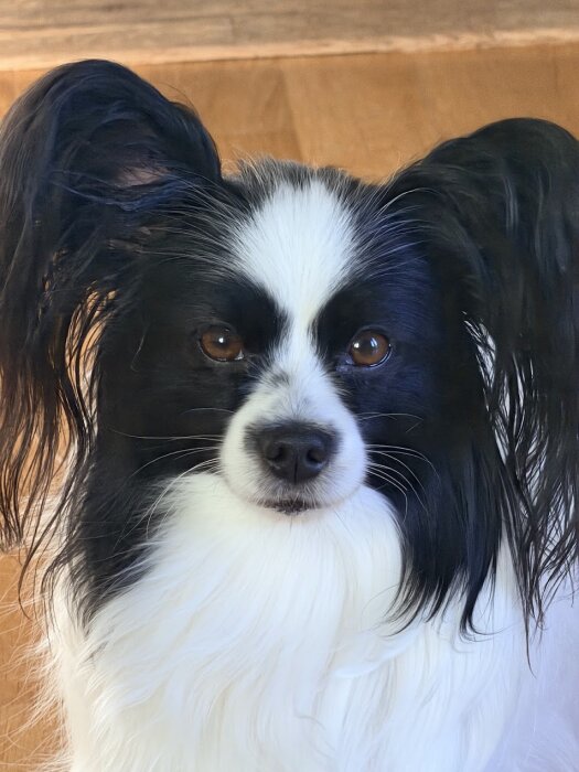 En glad liten hund med svartvit päls och långa öron på ett trägolv.