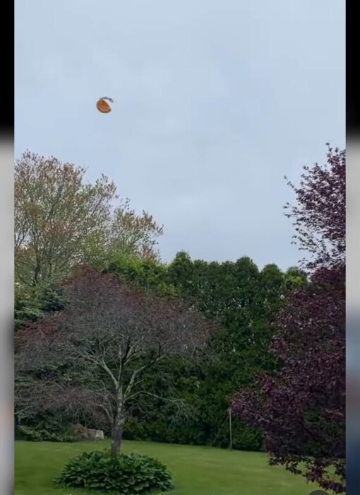 Flygande pizza genom luften ovanför en trädgård med träd i bakgrunden.