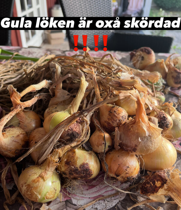 Skördade gula lökar ligger på ett bord med text "Gula löken är oxå skördad !!!" i bildens överkant.