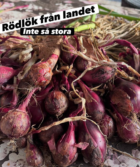 En hög med små rödlökar på ett bord med texten "Rödlök från landet, Inte så stora" synlig ovanpå bilden.