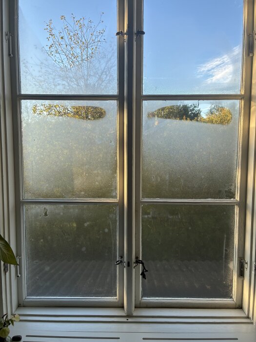 Fönster med kondens på rutorna, delvis immigt glas, träd synligt utanför, solbelysta fönsterbågar, mögelproblematik diskuteras.