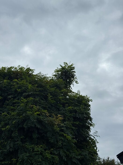 Tjockt lövverk på träd under molnig himmel.