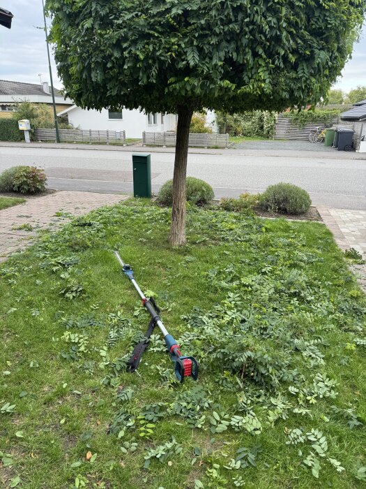 Gräsmatta med nybeskuret träd, löv utspridda på marken och en häcksax liggande bland löven.