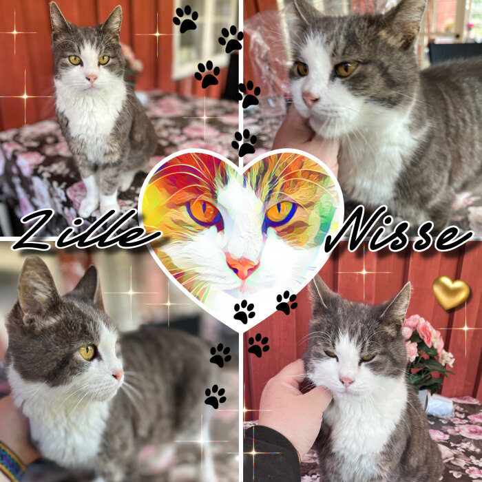 Flera bilder av en grå och vit katt som heter Lille Nisse, omgiven av symboler som tassavtryck och hjärtan, mot en bakgrund av blommiga mönster.