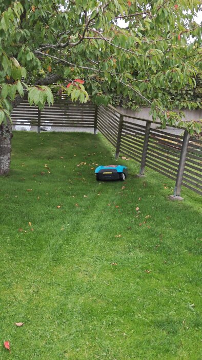 Robotgräsklippare på grön gräsmatta omgiven av trästaket och träd.