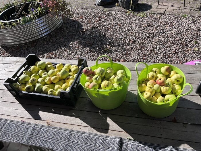 Tre behållare med nyplockade äpplen står på en trätrall i solen, två gröna hinkar och en svart låda, med grus och växter i bakgrunden.