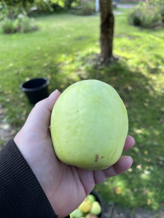 Hand håller ett stort gult äpple, med en grönskande trädgård i bakgrunden.