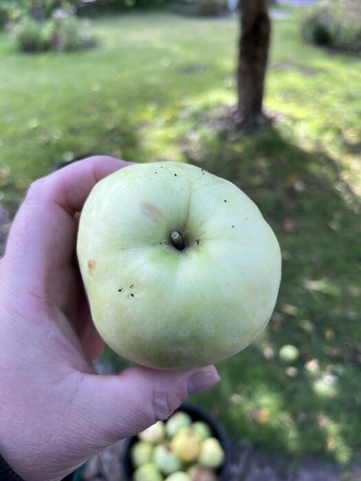 En hand håller i ett grönt äpple med fläckar, med en grönskande trädgård och fallna äpplen i bakgrunden.