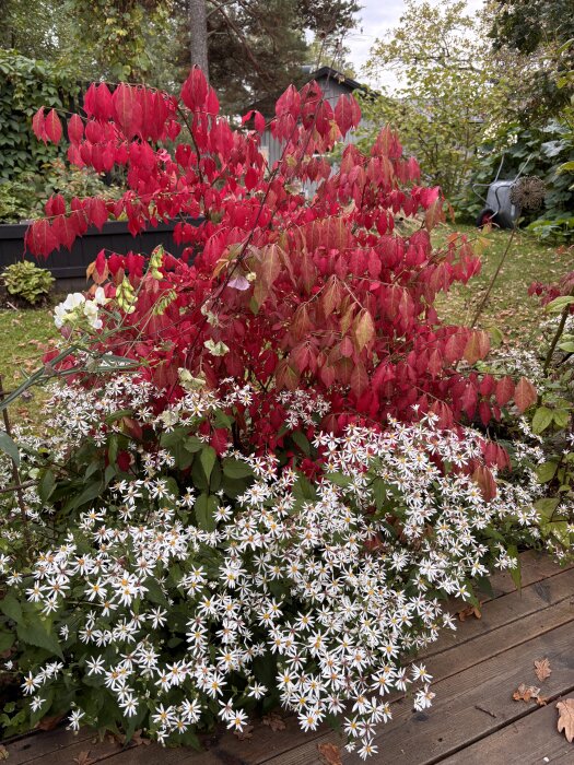 Vita skogsasterblommor i förgrunden och rödvingad benved i bakgrunden i trädgårdsmiljö.
