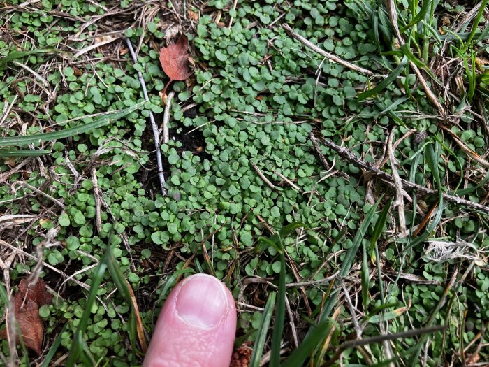 Närbild av gröna ogräsblad som bildar en tät matta på marken, med ett finger som storleksreferens.