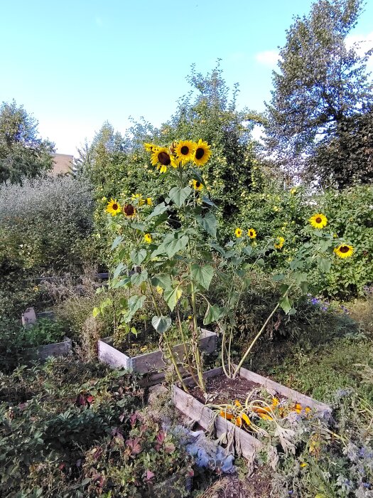 Solrosor som växer i en odlingslåda i en lummig trädgård, omgivna av gröna buskar och träd under en klarblå himmel.