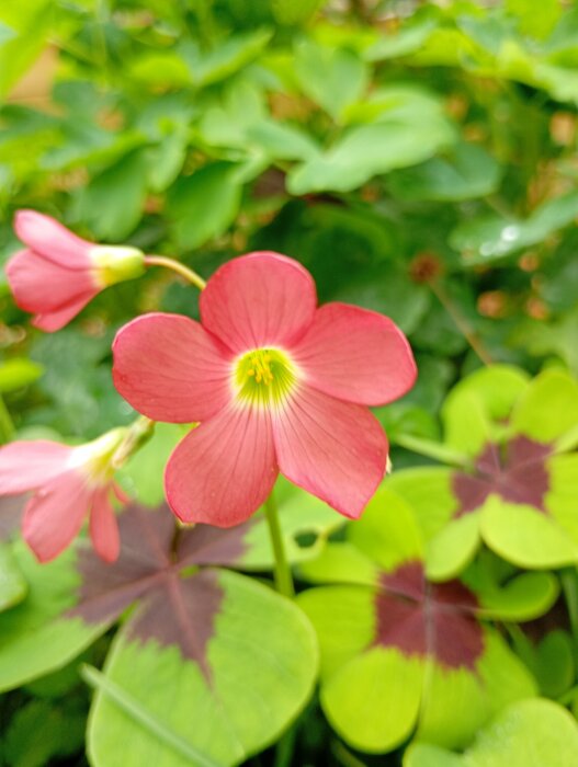 Närbild av rossettoxalis med rosa blommor och dekorativa treklöverliknande blad i grönt och mörklila.
